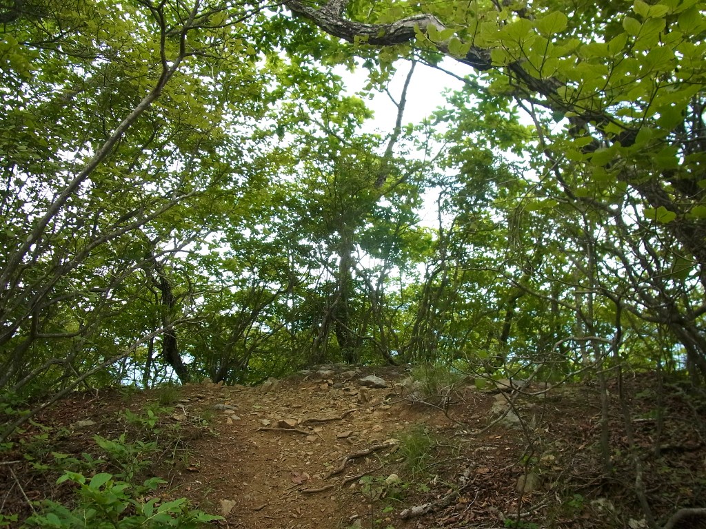 2013/07/14　滝子山　大谷ヶ丸　コンドウ丸　オッ立　大鹿山　前編_d0233770_2024854.jpg