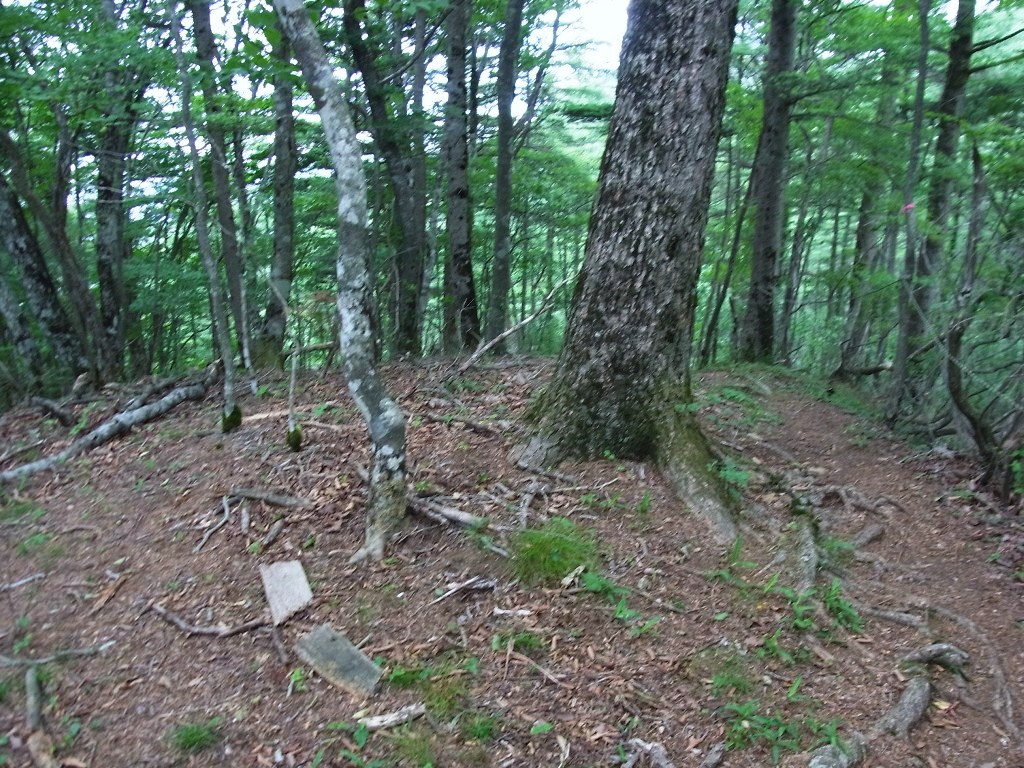 2013/07/14　滝子山　大谷ヶ丸　コンドウ丸　オッ立　大鹿山　中編_d0233770_21403989.jpg