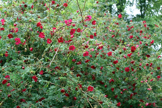 d0099791_815546.jpg