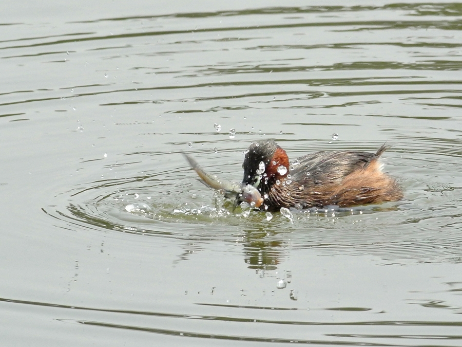 カイツブリ（鳰）/Little Grebe_a0223993_23295381.jpg