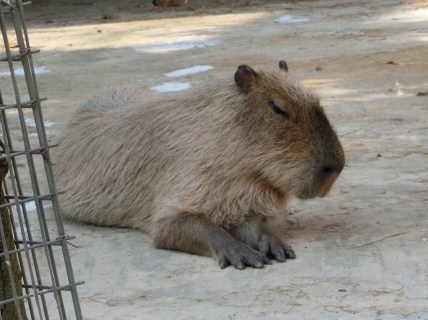 夏の動物園_f0033893_14393897.jpg