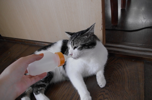 哺乳瓶あさり編 あさとよる 哺乳瓶あさり編 あさとよる