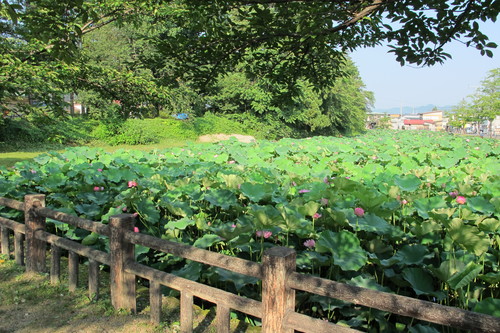 蓮の花のピンクに魅せられる（４）_c0075701_16522378.jpg