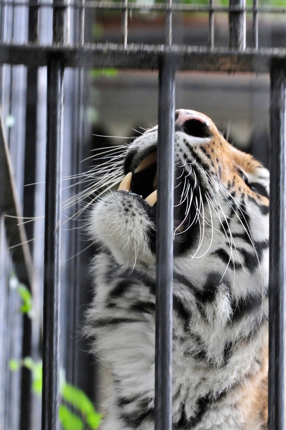 マオ、荒ぶる ｜ アムールトラ マオ ｜ おびひろ動物園_e0319302_12575918.jpg