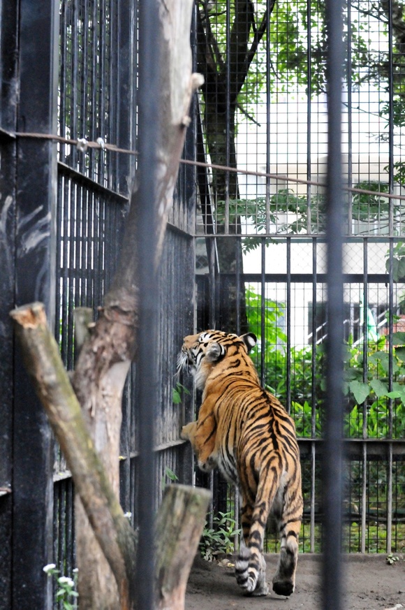 マオ、荒ぶる ｜ アムールトラ マオ ｜ おびひろ動物園_e0319302_12582890.jpg