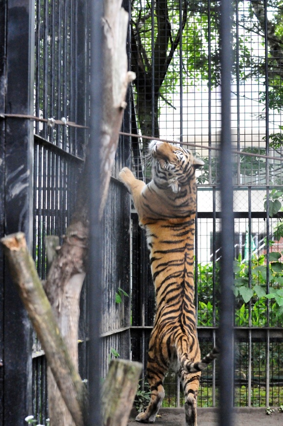 マオ、荒ぶる ｜ アムールトラ マオ ｜ おびひろ動物園_e0319302_1259321.jpg