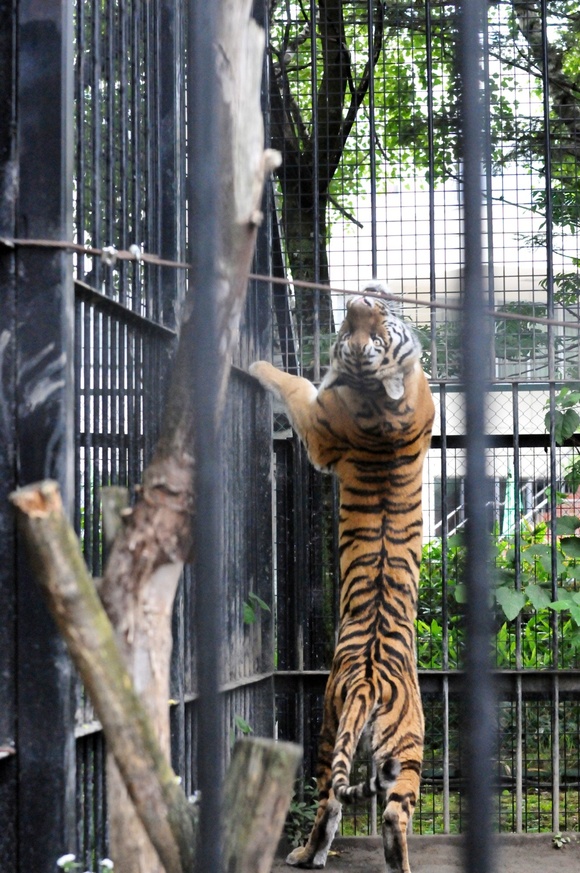 マオ、荒ぶる ｜ アムールトラ マオ ｜ おびひろ動物園_e0319302_12595317.jpg