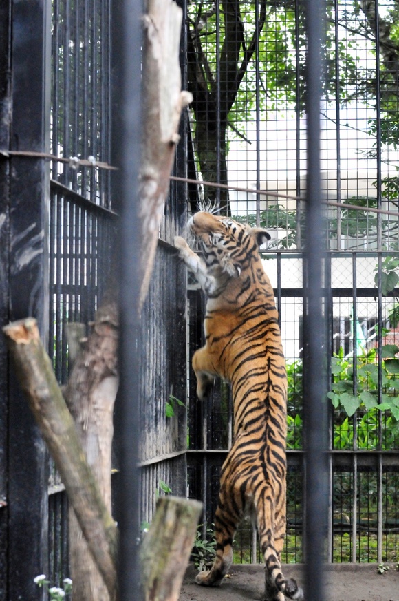 マオ、荒ぶる ｜ アムールトラ マオ ｜ おびひろ動物園_e0319302_1259679.jpg