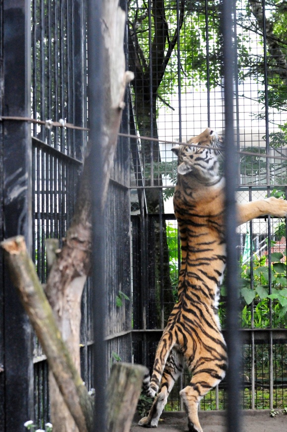 マオ、荒ぶる ｜ アムールトラ マオ ｜ おびひろ動物園_e0319302_1301480.jpg