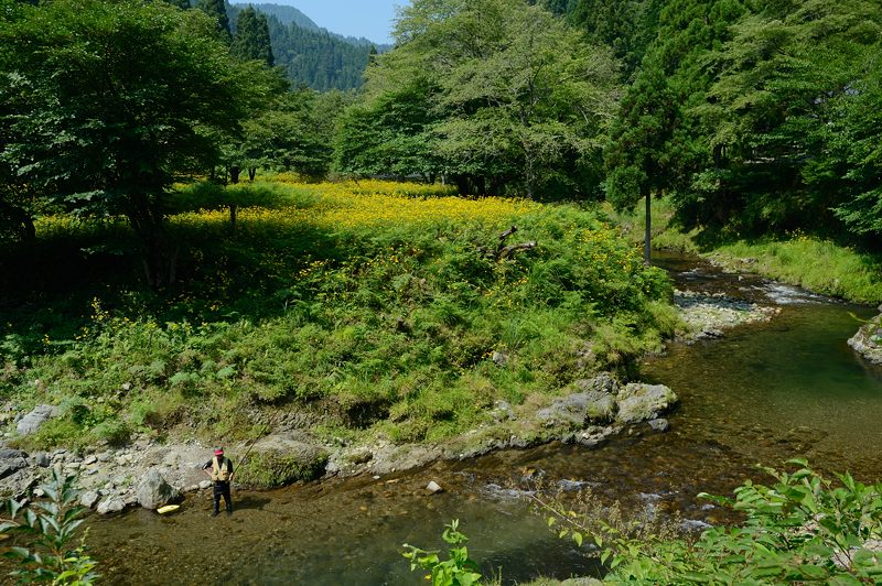山里を埋め尽くす黄色!花背のルドベキア 其の二_f0032011_14344982.jpg