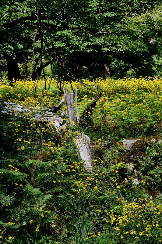 山里を埋め尽くす黄色!花背のルドベキア 其の二_f0032011_14364043.jpg
