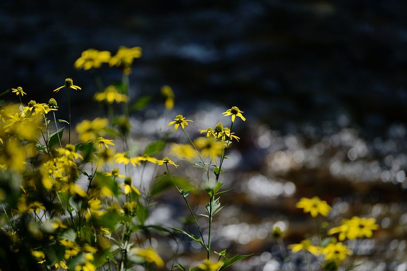 山里を埋め尽くす黄色!花背のルドベキア 其の二_f0032011_14381633.jpg