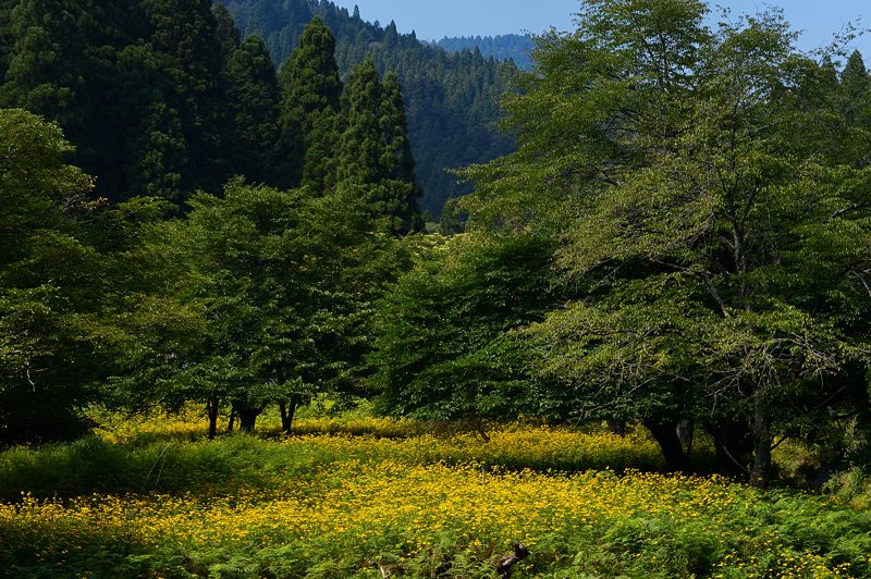 山里を埋め尽くす黄色!花背のルドベキア 其の二_f0032011_144022.jpg
