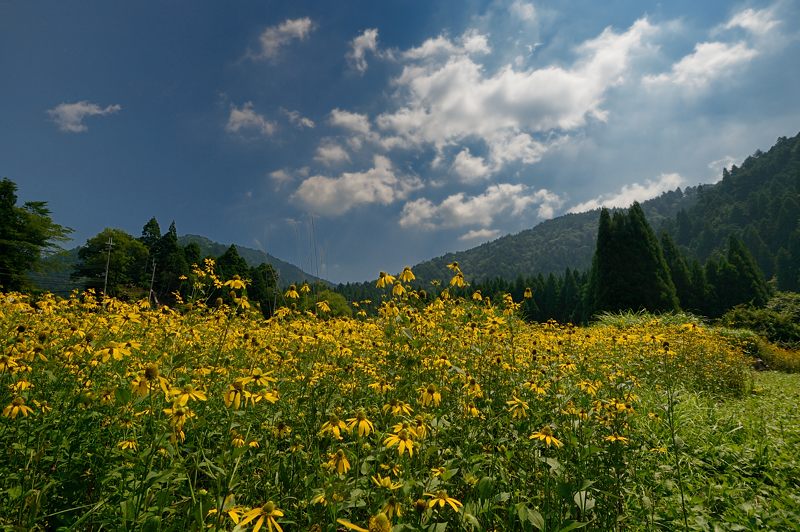 山里を埋め尽くす黄色!花背のルドベキア 其の二_f0032011_14415757.jpg