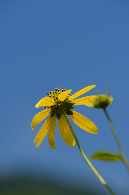 山里を埋め尽くす黄色!花背のルドベキア 其の二_f0032011_1442201.jpg