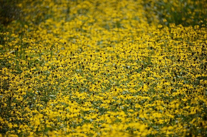 山里を埋め尽くす黄色!花背のルドベキア 其の二_f0032011_1442316.jpg
