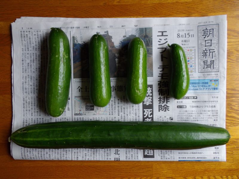 見落としが作った巨大キュウリ 5号館を出て 見落としが作った巨大キュウリ 5号館を出て