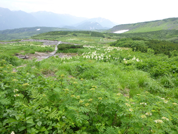 立山雄山　五色ｹ原　薬師岳　縦走する　　獅子岳　~ 五色ｹ原　編_d0170615_1112434.jpg