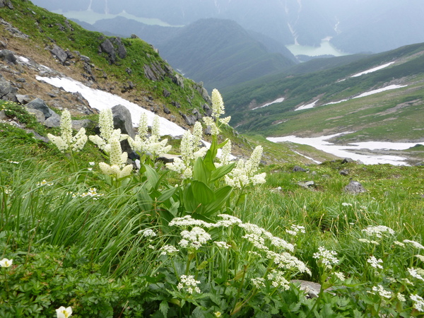 立山雄山　五色ｹ原　薬師岳　縦走する　　獅子岳　~ 五色ｹ原　編_d0170615_1185269.jpg