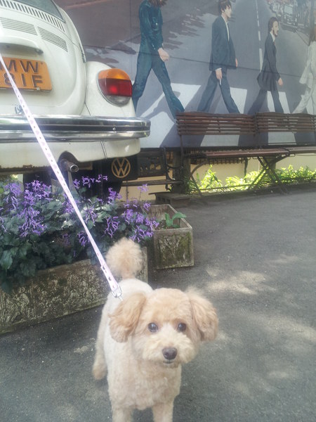 Penny Lane In 那須 _c0048418_8271481.jpg