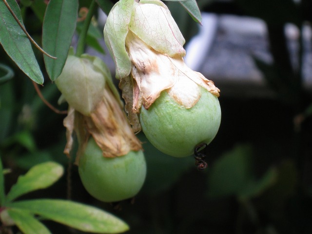 e0117318_19293159.jpg