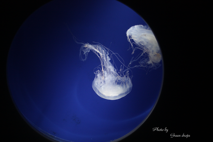 a0306521_0212569.png