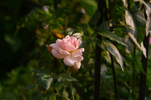 f0170524_22411350.jpg