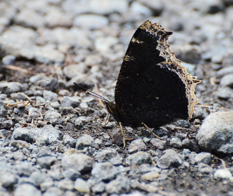 初秋を告げる黄色い縁のチョウ　in2013.08.14東信①　_a0126632_1148061.jpg