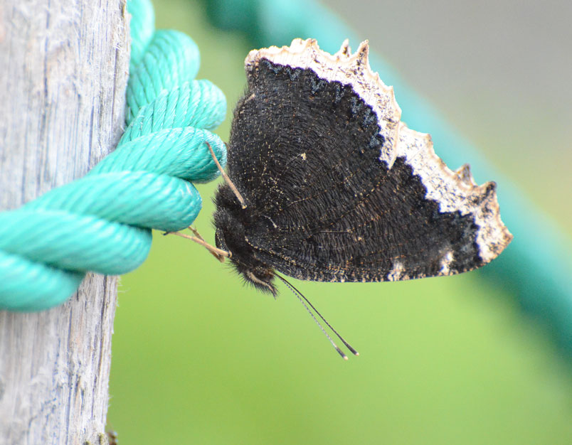 初秋を告げる黄色い縁のチョウ　in2013.08.14東信①　_a0126632_11532634.jpg