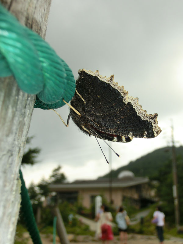 初秋を告げる黄色い縁のチョウ　in2013.08.14東信①　_a0126632_11534048.jpg