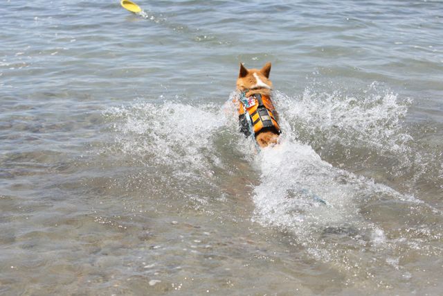 田沢湖水泳部ガッキー お転婆コーギー犬とeos Kiss Dでのお散歩フォト 田沢湖水泳部ガッキー お転婆コーギー犬とeos Kiss Dでのお散歩フォト