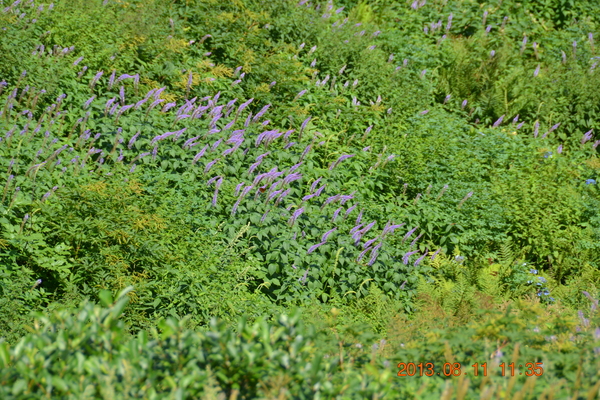 ブログ４号（大山三鈷峰ユートピアお花畑は終わりかけ）_d0320746_21145158.jpg