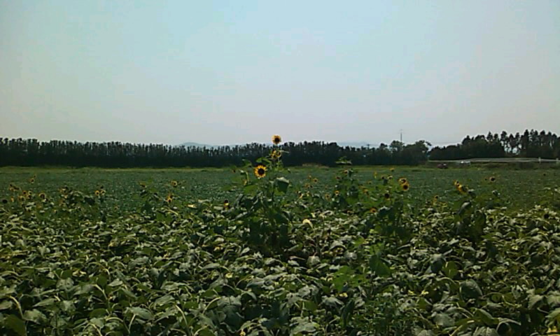 b0242064_73423.jpg