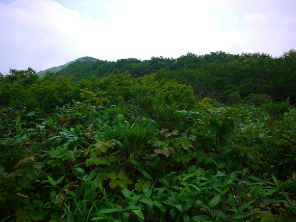 2013,8,9-11　三国山脈縦走　(巻機山～朝日岳)　2日目_e0244967_1340381.jpg