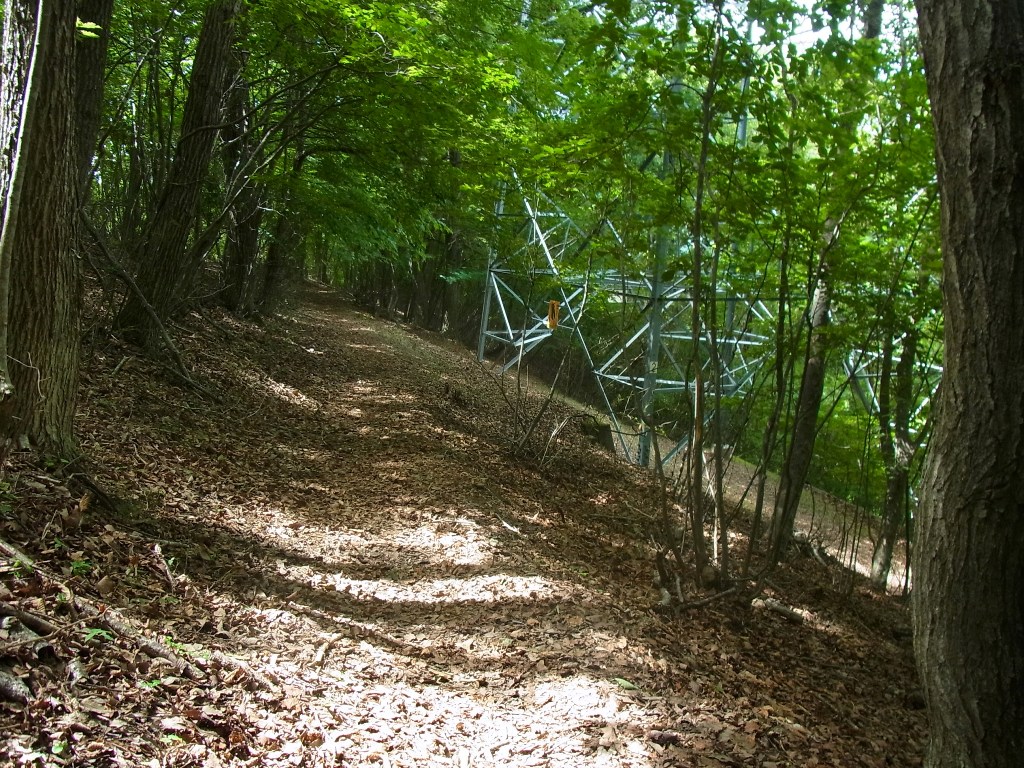 2013/07/14　滝子山　大谷ヶ丸　コンドウ丸　オッ立　大鹿山　後編_d0233770_2244653.jpg