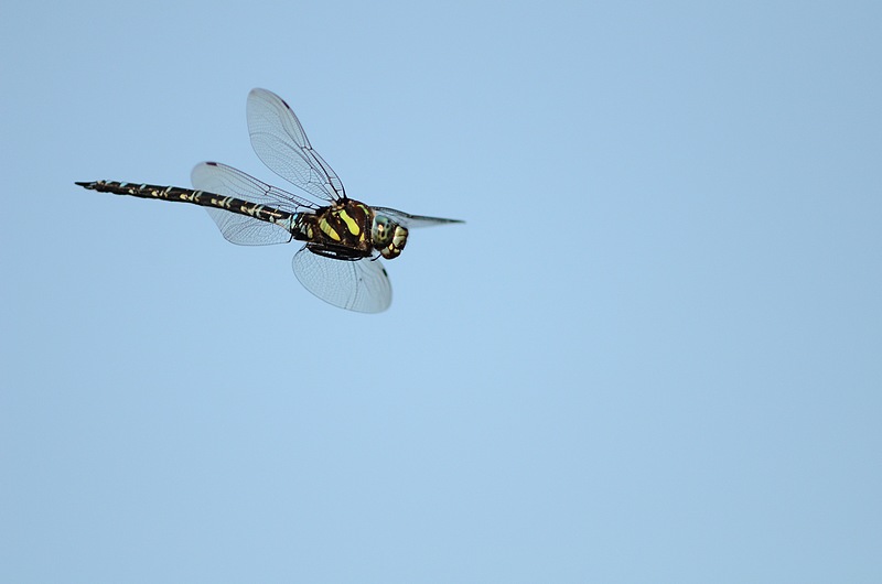 f0088971_0392340.jpg