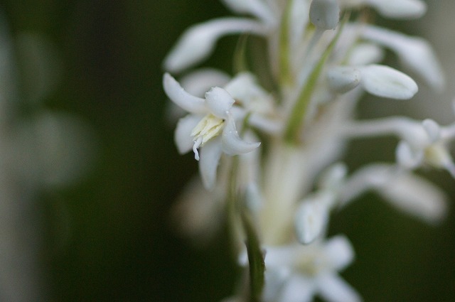e0181373_21294965.jpg