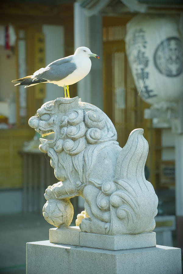 蕪嶋神社とウミネコ_e0282173_16394236.jpg