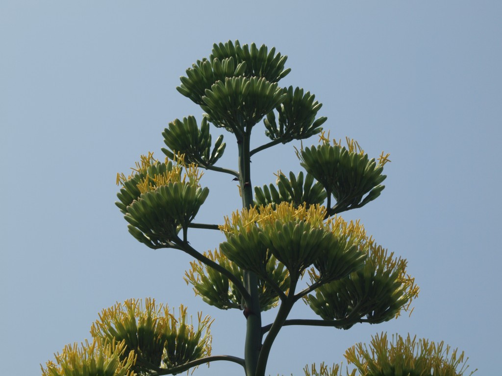 『数十年に一度咲く竜舌蘭(リュウゼツラン)の花』_d0054276_2042265.jpg