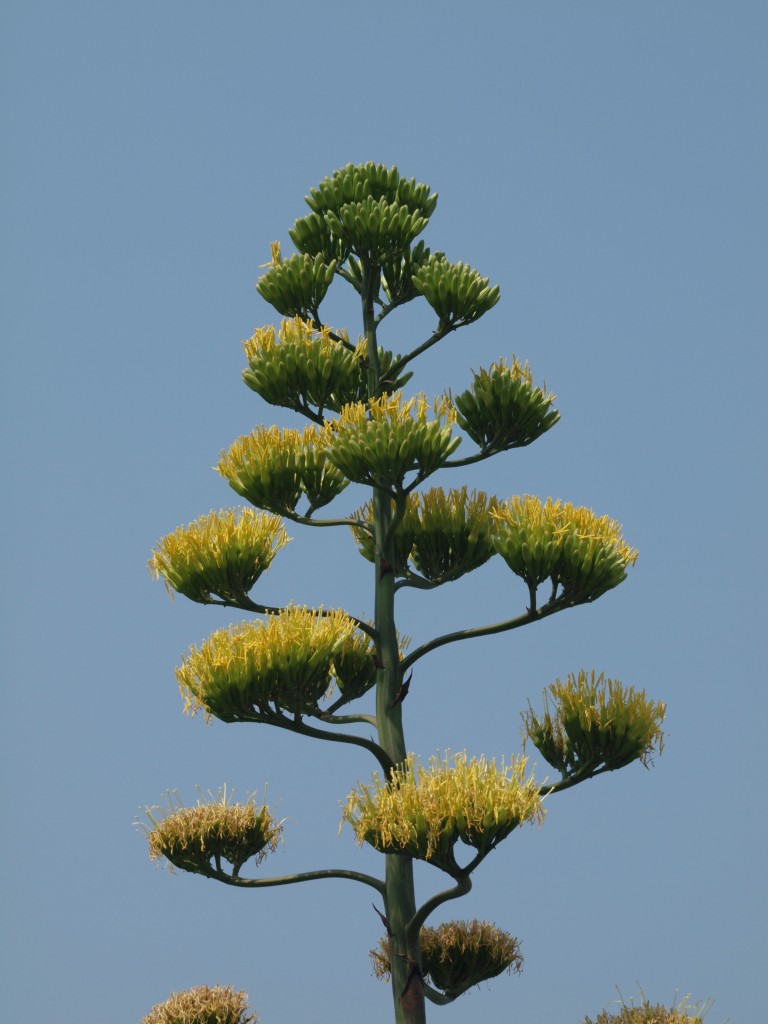 『数十年に一度咲く竜舌蘭(リュウゼツラン)の花』_d0054276_20432458.jpg