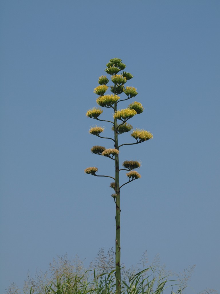 『数十年に一度咲く竜舌蘭(リュウゼツラン)の花』_d0054276_20441352.jpg