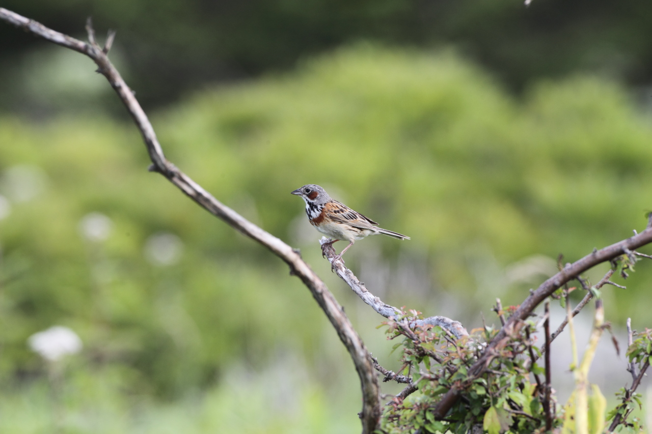 ホオアカ、カワラヒワ_a0052080_19562213.jpg