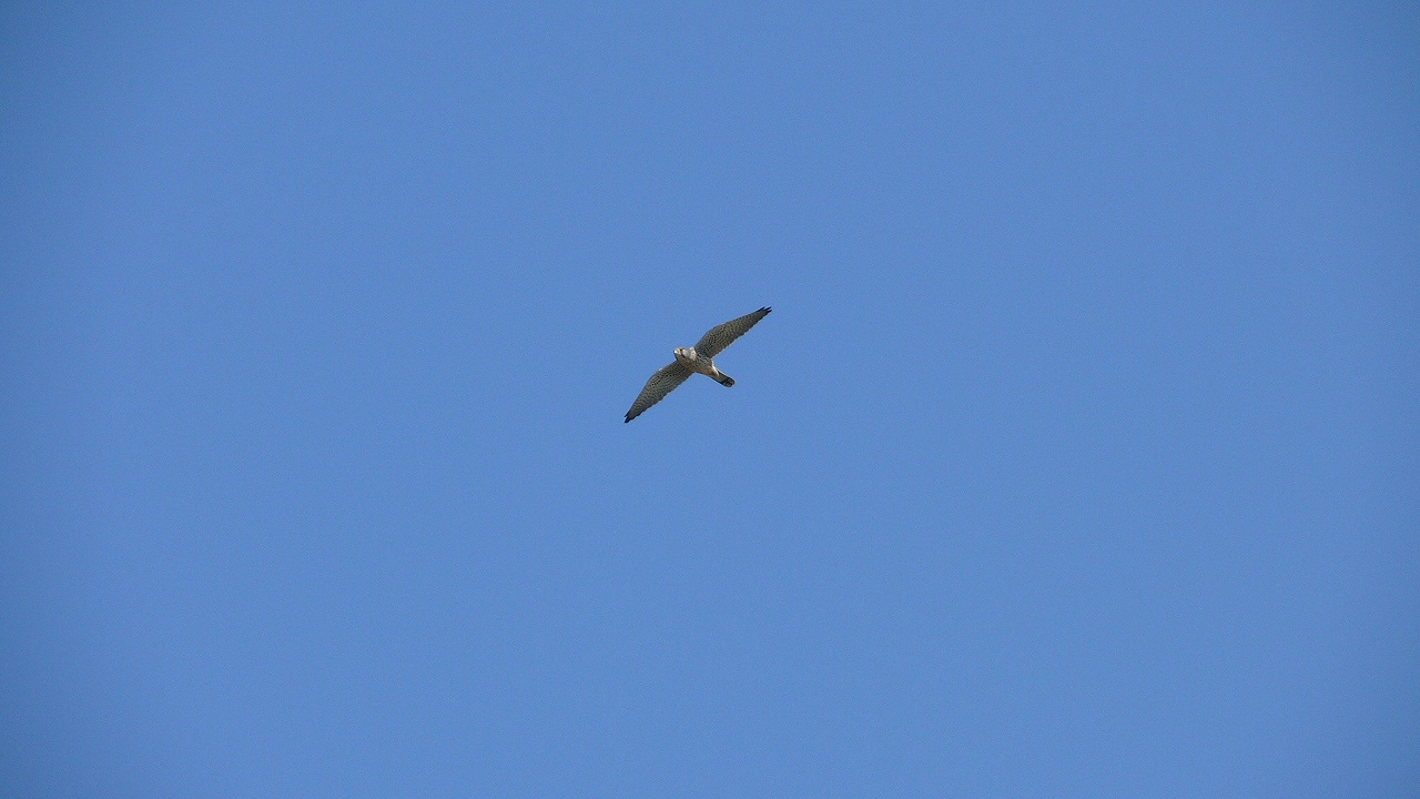 a0185081_10143351.jpg