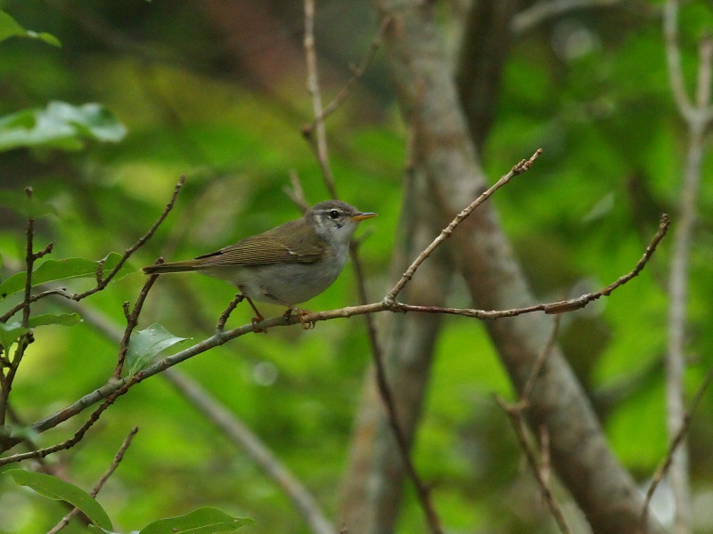 繁殖中のイイジマムシクイ＠八丈島_f0055184_1953367.jpg