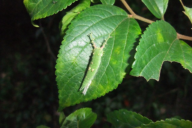 e0070891_202831100.jpg