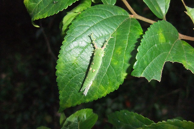 ■　アカボシゴマダラ幼虫　　　13.8.15_e0070891_202831100.jpg