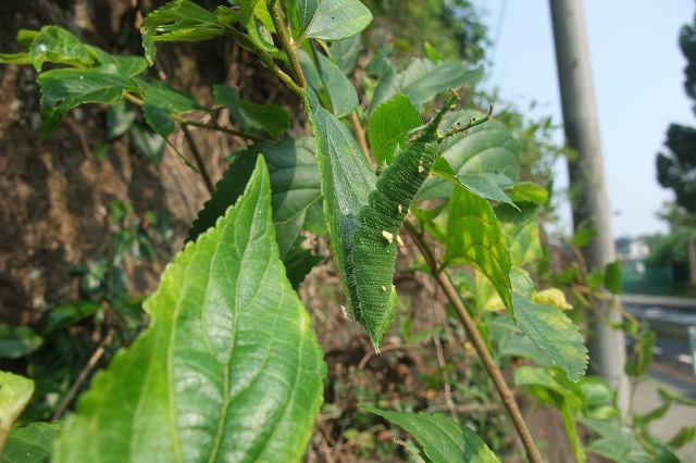 e0070891_20314712.jpg