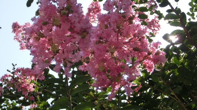d0181492_9152599.jpg