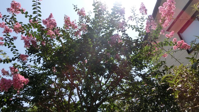 d0181492_91549100.jpg
