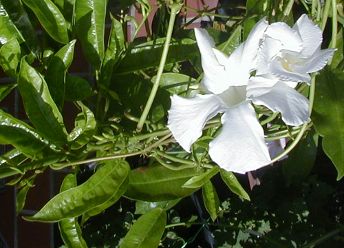●梅雨明けの白花、その7_d0053294_022562.jpg